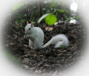 2016 06 11 WildLife MPLS 083